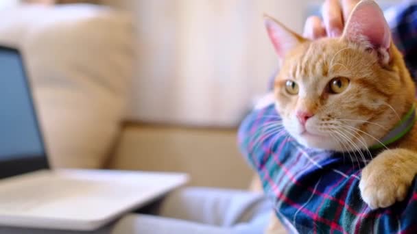 솜털 이 복슬복슬 한 시 베리아 고양이 하품, 애완 동물의 개념 — 비디오