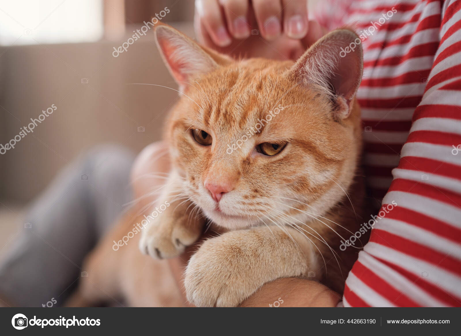 一个女人在沙发上和她的生姜肥猫在一起放松华丽的场面时髦的概念动物和生活方式 图库照片 C Santiaga