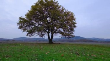 Sonbahar zamanı bir tarlada meşe ağacı, bulutlu bir hava.