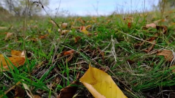 Natura Video Scenario scena da vicino di foglia colorata che soffia dal vento — Video Stock