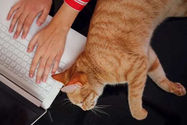 Working concept - computer and ginger tabby cat. difficulties and joys of working from home. top view black glass table, white keyboard, red cat and female hands