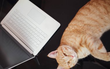 Çalışan konsept - bilgisayar ve kızıl tekir kedi. Evden çalışmanın zorlukları ve zevkleri. Üst görünüm siyah cam masa, beyaz klavye, kırmızı kedi