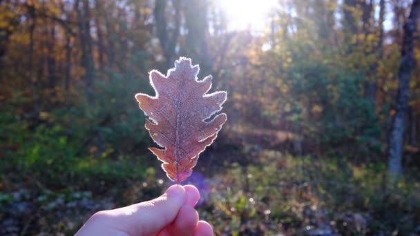 Première nuit froide laisser le gel sur le sol, plan rapproché des feuilles tombées. — Video