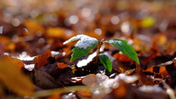 Erste Schneebedeckte Herbstblätter Baum Baummarke Mit Gelben Blättern Unter Schnee — Stockvideo