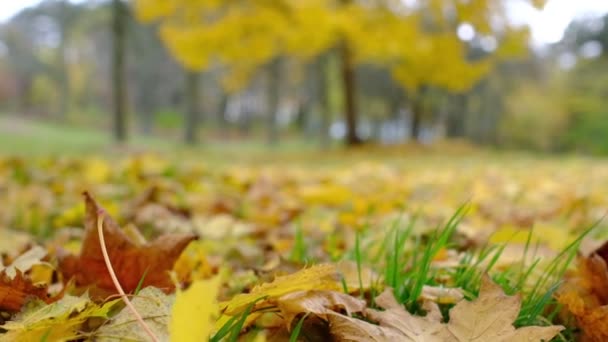 Foglie gialle cadute a terra al vento. Sfondo autunno. — Video Stock