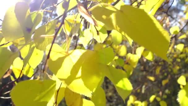 金秋秋天的艳阳天，树上的黄叶在风中摇曳. — 图库视频影像
