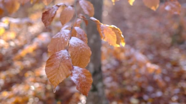 Första snötäckta höst färgade blad i träd, träd varumärke med gula blad under snö — Stockvideo