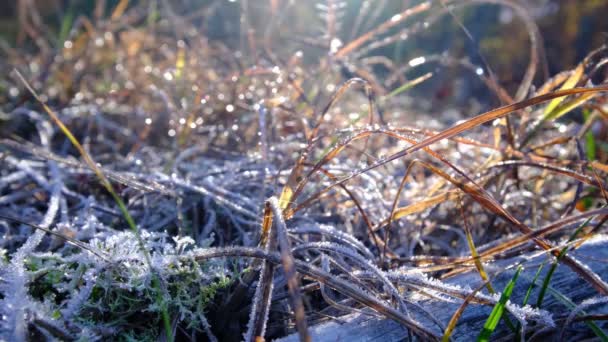 Första frosten på det torra gräset. November, vintrarna kyla — Stockvideo