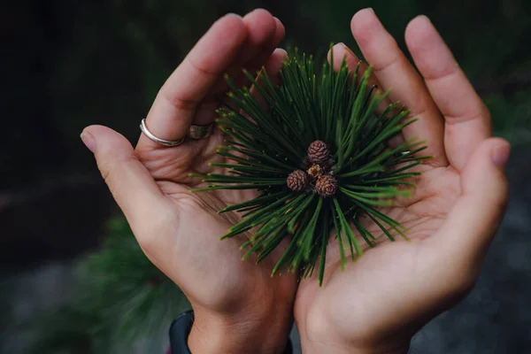 Young green cone of maritime pine. Commonly Known As The Maritime Pine Or Cluster Pine. small young cones on a branch in a woman\'s hands