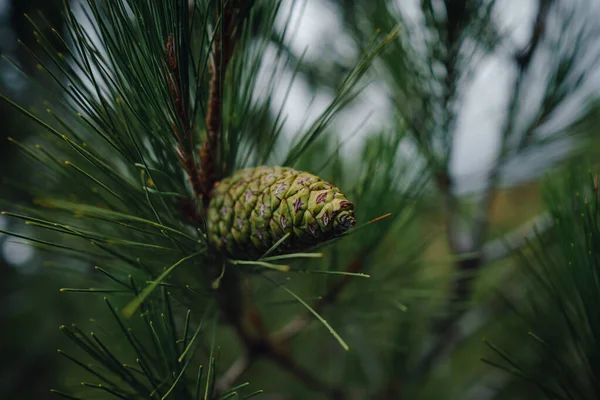 Ung Grön Kotte Maritim Tall Vanligen Känd Som Maritime Pine — Stockfoto