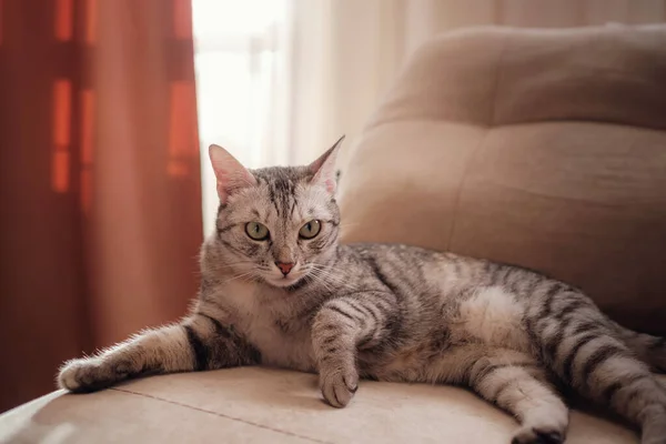 Gato Cinza Tabby Engraçado Repousa Sofá Dia Ensolarado Conforto Casa — Fotografia de Stock