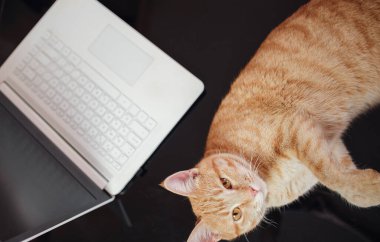 Çalışan konsept - bilgisayar ve kızıl tekir kedi. Evden çalışmanın zorlukları ve zevkleri. Üst görünüm siyah cam masa, beyaz klavye, kırmızı kedi