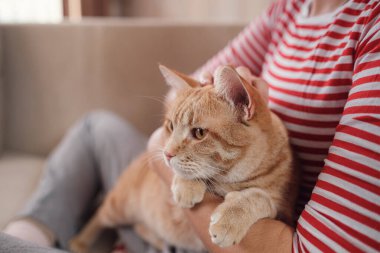 Kanepede kızıl kedisiyle rahatlayan bir kadın. Sıcak sahne, kızlık zarı konsepti. Hayvanlar ve yaşam tarzı