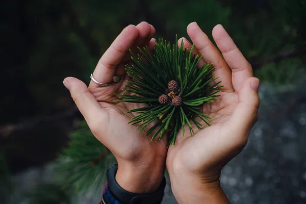 Young green cone of maritime pine. Commonly Known As The Maritime Pine Or Cluster Pine. small young cones on a branch in a woman\'s hands