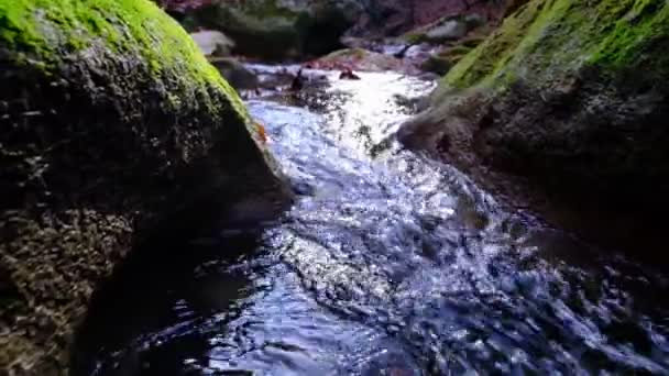 Javorové a dubové listy plují ve vodě, která odráží oblohu a stromy. — Stock video