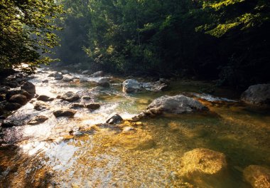 Arka planında nehir olan muhteşem manzaralı orman sabah veya akşam güneşinin yeşil ağaçları. Sihirli duman ve güneş ışınlarıyla güzel bir manzara