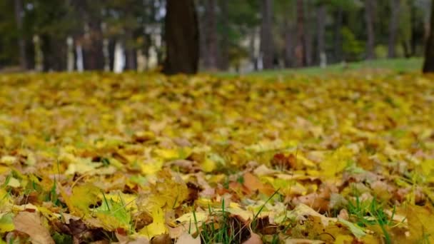 Rüzgarda Yere Düşen Sarı Yapraklar Sonbahar Arkaplanı Mevsimlerin Değişmesi Fikri — Stok video
