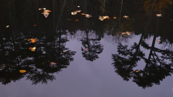 Кленове Дубове Листя Пливе Брудній Воді Яка Відображає Небо Дерева — стокове відео