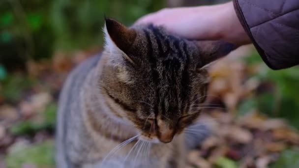 Samica Pieści Kotka Lesie Słodki Kotek Piękny Leśny Dziki Kot — Wideo stockowe