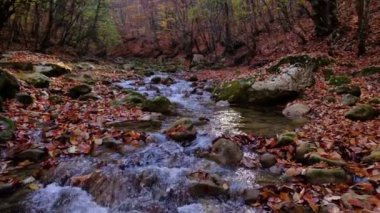 Dağdaki şelaleden akan nehrin manzarası. Dağlardaki orman nehri. Dağ Ormanı nehir manzarası. Güzel bir manzara. Düş! Sonbahar havası.