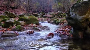 Akçaağaç ve meşe yaprakları gökyüzünü ve ağaçları yansıtan suda yüzerler. Çamurlu suda bırakır. Sarı ve turuncu yapraklar, kuru yapraklar. Sonbahar akçaağaç yaprağı suya düşer.