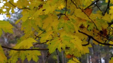 Altın Sonbahar. Sarı yapraklar, güneşli bir sonbahar gününde rüzgarda sallanıyor ağaçlarda. Park 'taki dalların yapraklarının turuncu sonbahar renkleri. Güzel bir manzara. Düş.