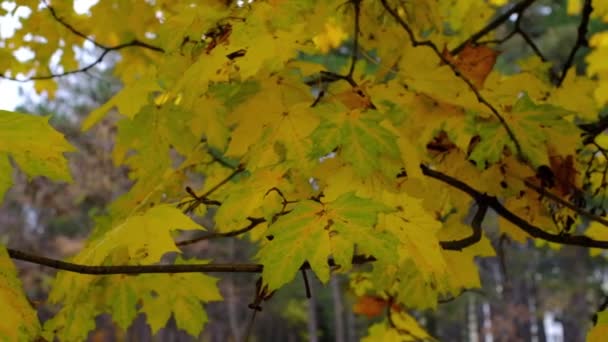 金秋秋天阳光明媚的日子 树上的黄叶在风中摇曳 公园树枝上的树叶呈橙色秋天色 美丽的风景 — 图库视频影像