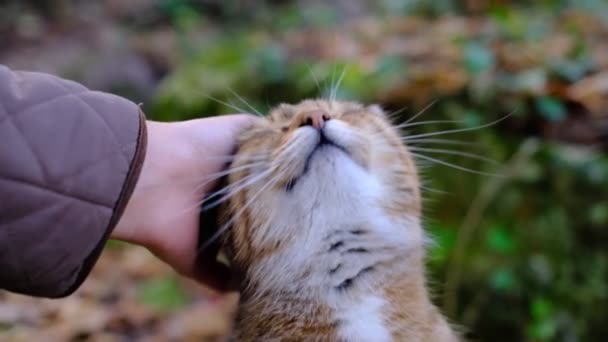 Ένα Θηλυκό Χέρι Χαϊδεύει Μια Τιγρέ Γάτα Στο Δάσος Χαριτωμένη — Αρχείο Βίντεο