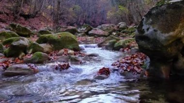 Akçaağaç ve meşe yaprakları gökyüzünü ve ağaçları yansıtan suda yüzerler. Çamurlu suda bırakır. Sarı ve turuncu yapraklar, kuru yapraklar. Sonbahar akçaağaç yaprağı suya düşer.