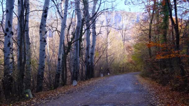 Gefallenes Laub Auf Der Vom Wind Verwehten Gasse Herbstpark Gelbes — Stockvideo