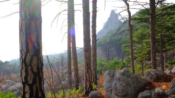 Indah Relief Gunung Tampilan Melalui Hutan Pinus Ide Dan Konsep — Stok Video