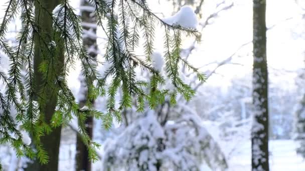 Снігова Погода Лісі Снігопад Гілки Дерев Покриті Снігом Сонячно Холодний — стокове відео