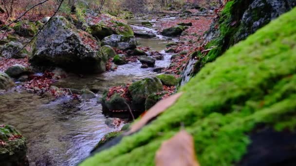 Maple Oak Leaves Float Water Reflects Sky Trees Leaves Muddy — Stock Video