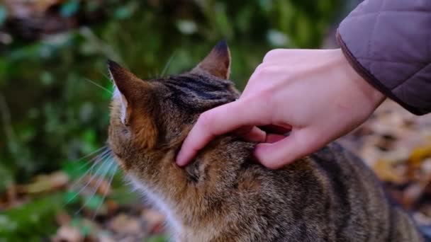 Kvinnlig Hand Smeker Tabbykatt Skogen Söt Rovkatt Vacker Skog Vildkatt — Stockvideo