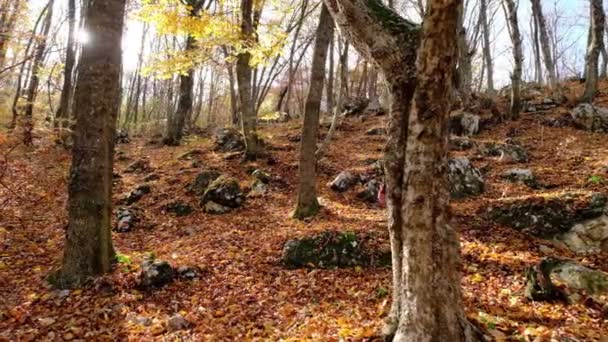 在秋天的森林里散步的女人 欣赏大自然 背着背包在森林小径上徒步旅行的女人 — 图库视频影像