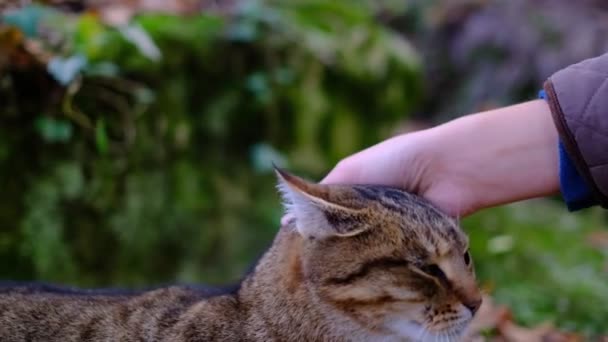 女性の手は森の中でタビー猫を愛撫 可愛い猫さん 美しい森の野良猫 — ストック動画
