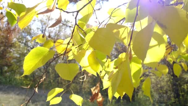 金秋秋天阳光明媚的日子 树上的黄叶在风中摇曳 公园树枝上的树叶呈橙色秋天色 美丽的风景 — 图库视频影像