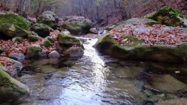 Akçaağaç ve meşe yaprakları gökyüzünü ve ağaçları yansıtan suda yüzerler. Çamurlu suda bırakır. Sarı ve turuncu yapraklar, kuru yapraklar. Sonbahar akçaağaç yaprağı suya düşer.