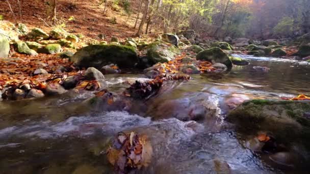 Sonbahar Gününde Akan Suyla Birlikte Nehir Dağ Ormanı Deresi Manzarası — Stok video