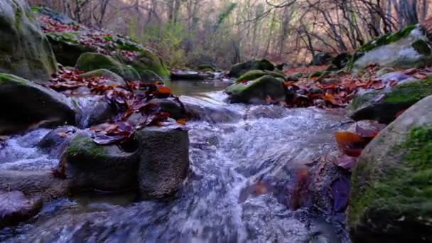 Maple dan daun oak mengapung di air yang mencerminkan langit dan pohon-pohon. — Stok Video