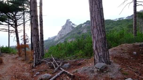 Hermosa vista de montaña en relieve a través del bosque de pinos. — Vídeo de stock