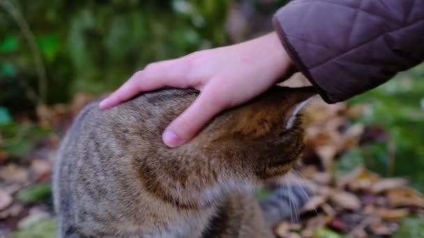 Een Vrouwelijke Hand Streelt Een Kat Het Bos Leuke Roofkat — Stockvideo