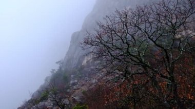 Gizemli sisli sonbahar ya da kış ormanı hareket halinde. Sis dumanı ve sis. Ardıçkuşları ve meşeleri olan dağ ormanları