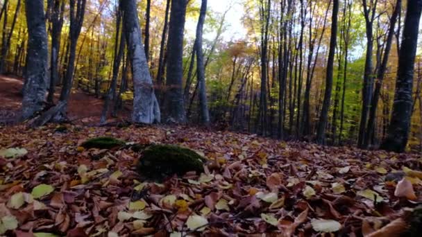 Día Soleado Bosque Otoño Los Rayos Del Sol Atraviesan Follaje — Vídeo de stock