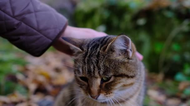 Una Mano Femenina Acaricia Gato Bosque Lindo Gato Bonito Hermoso — Vídeos de Stock