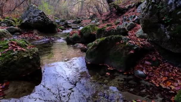 Maple Oak Leaves Float Water Reflects Sky Trees Leaves Muddy — Stock Video