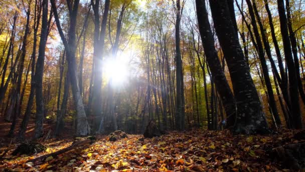 Вранці Осінньому Лісі Сонячні Промені Прориваються Через Золотисте Оранжеве Листя — стокове відео