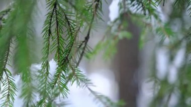 Ormanda kar yağışı var, kar yağışı. Güneşli kış gününde karla kaplı ağaç dalları