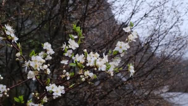 雪の自然ビデオ冬の山雪 驚くべき自然現象 開花梅やリンゴの木の雪と枝 — ストック動画