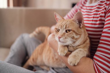 Kanepede kızıl kedisiyle rahatlayan bir kadın. Sıcak sahne, kızlık zarı konsepti. Hayvanlar ve yaşam tarzı